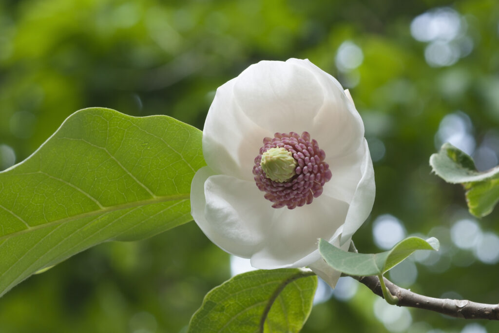 A white magnolia flower with a large red stamen at the centre.