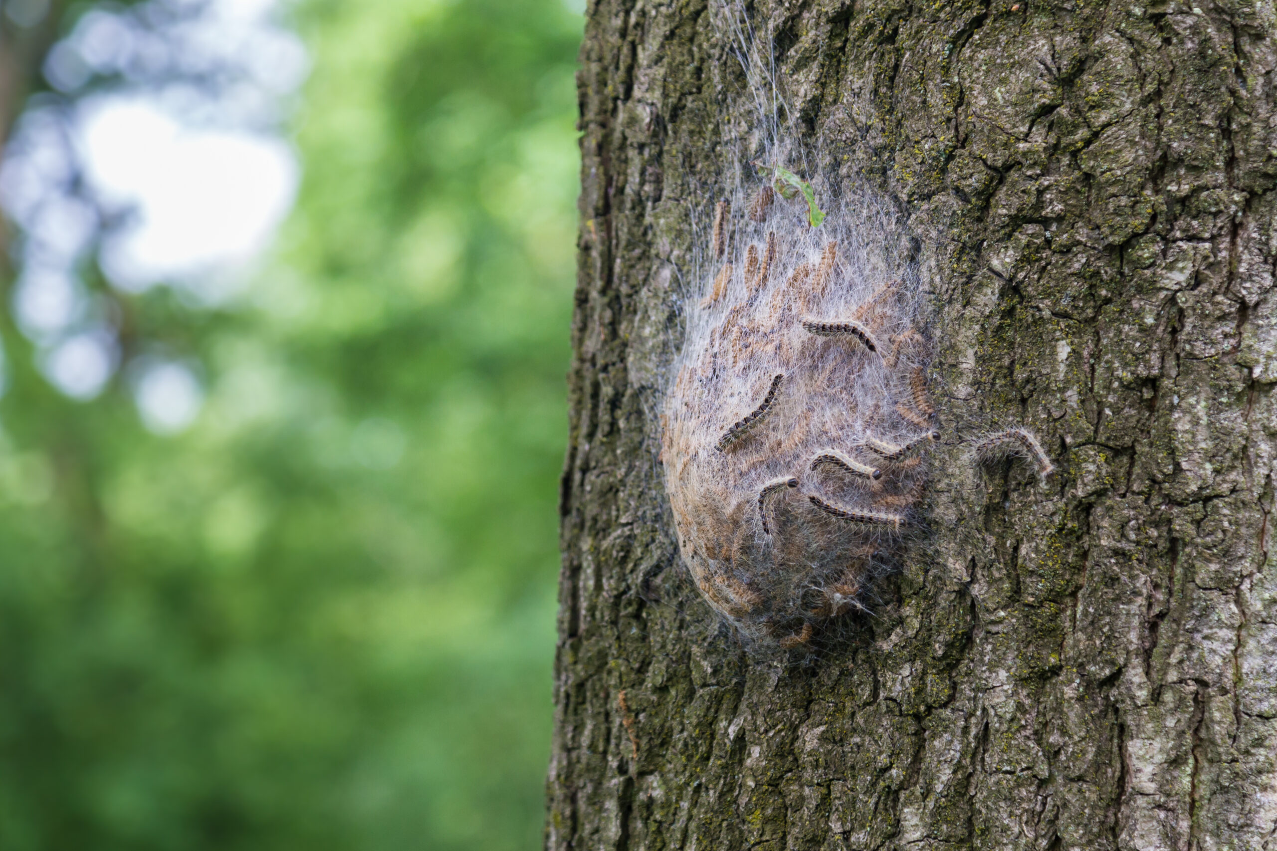 An oak processionary moth nest.