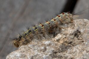 A close up of the oak processionary moth caterpillar.