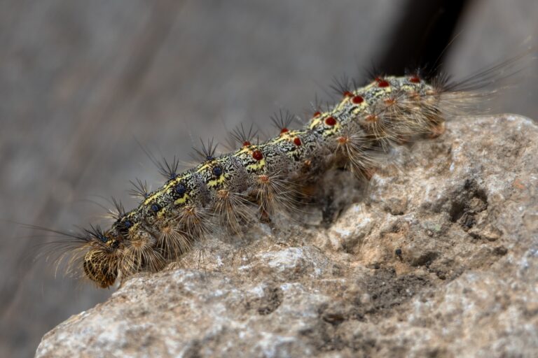 A close up of the oak processionary moth caterpillar.