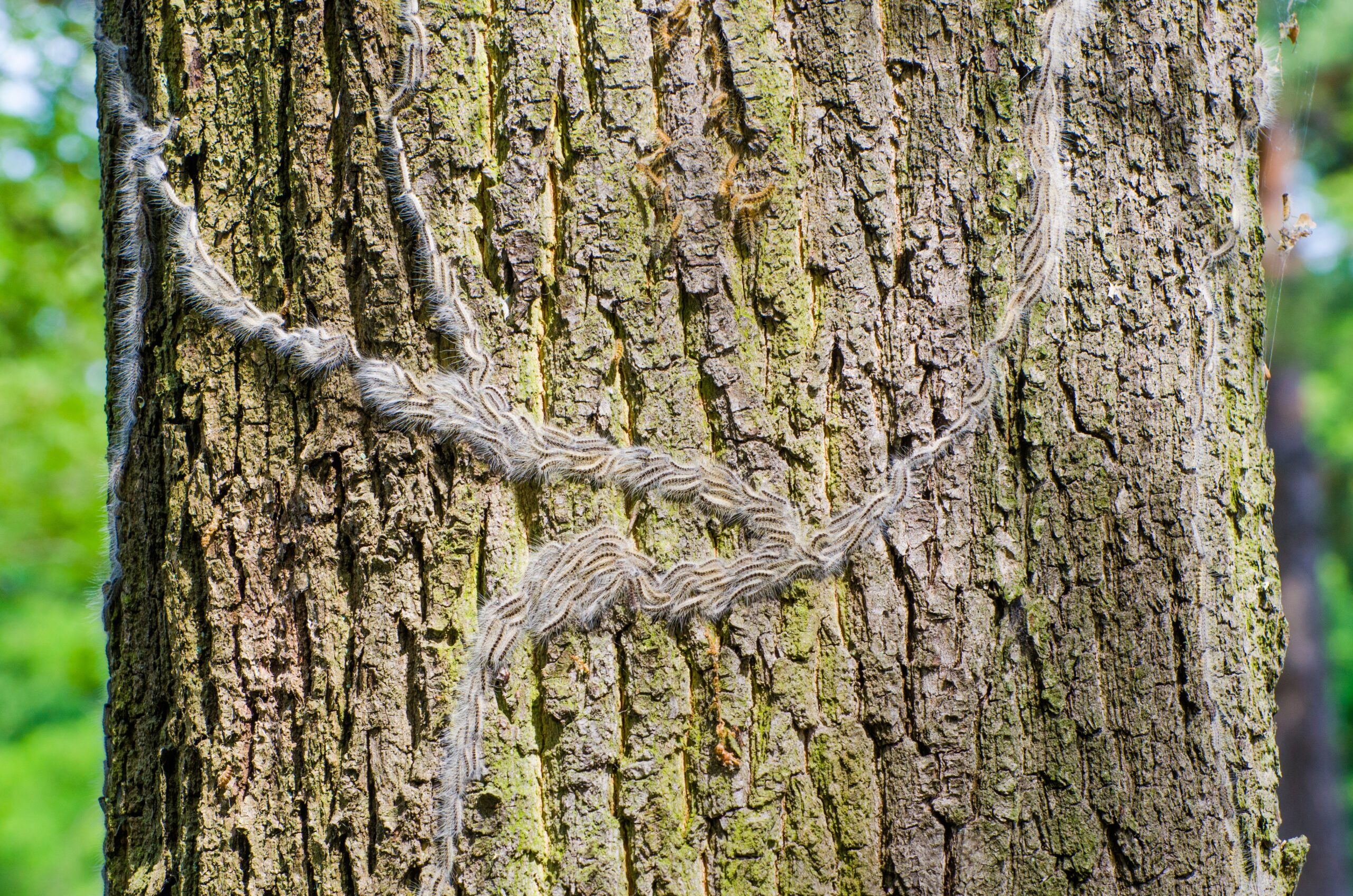 Oak processionary moth caterpillars processing down the trunk of an oak tree.