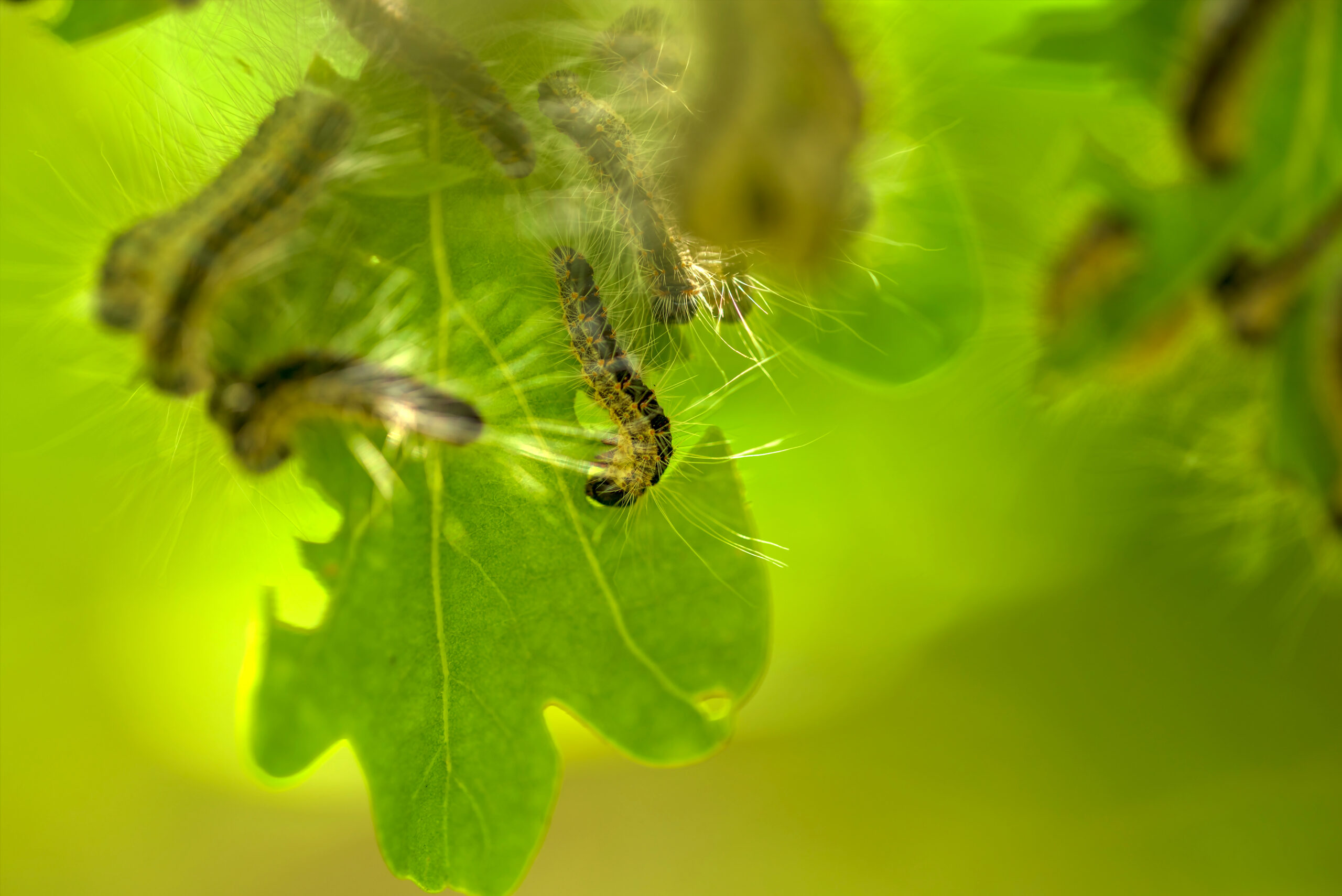 Oak processionary moth eating the leaves of an oak tree.