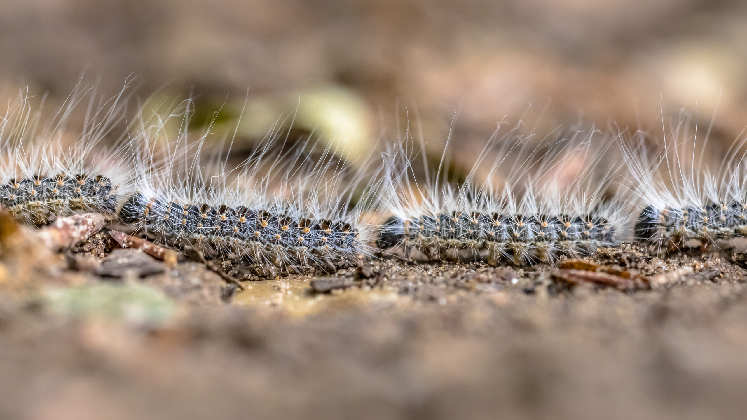 A line of oak processionary moth caterpillars.