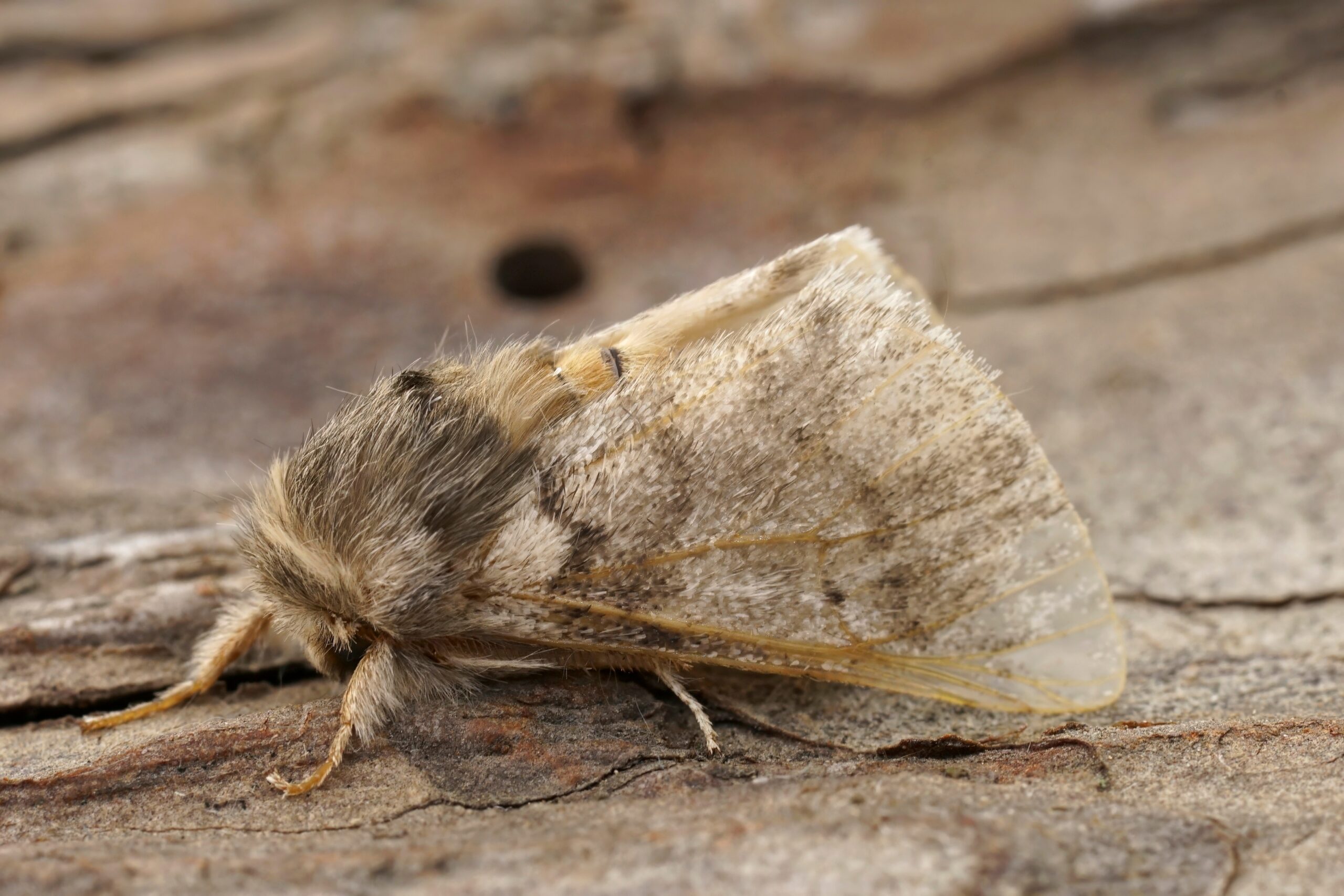 A close up of the oak processionary moth.