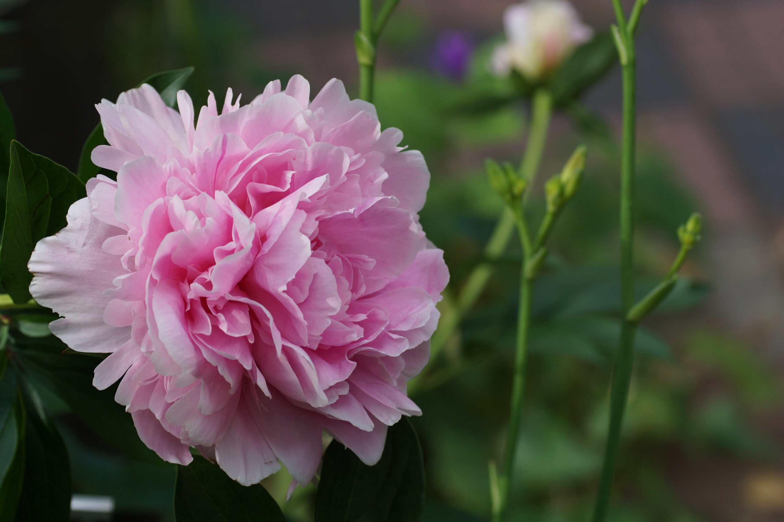 Large pink bloom of Paeonia, Sarah Bernhardt.