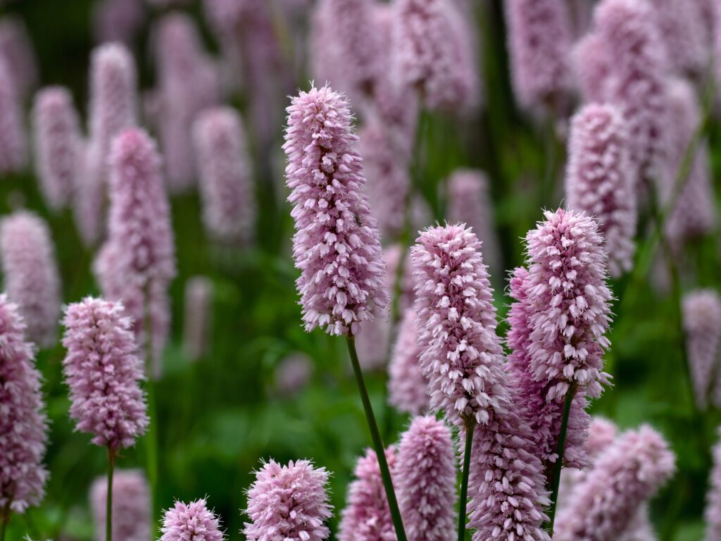 A close up of tall soft grey-pink flowers.