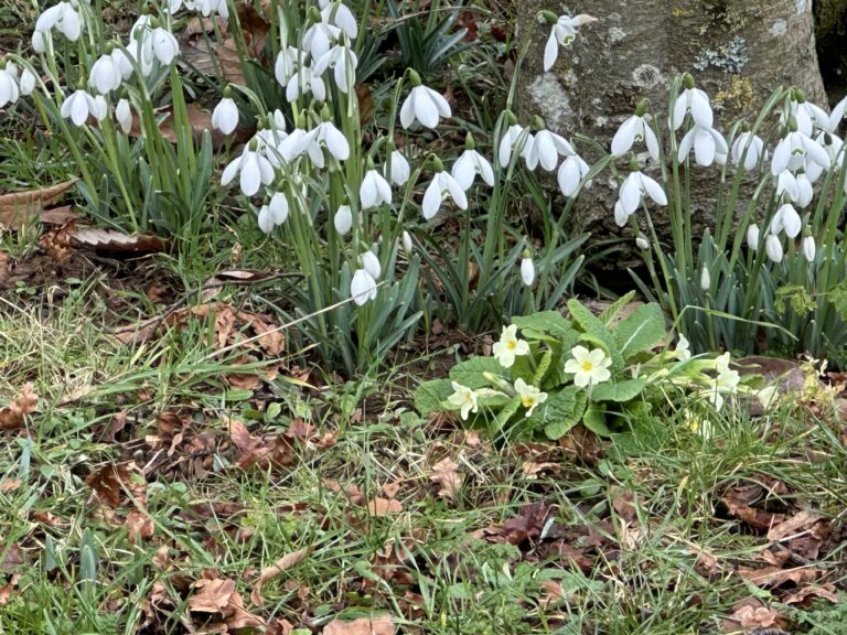 Snowdrops growing from the ground.