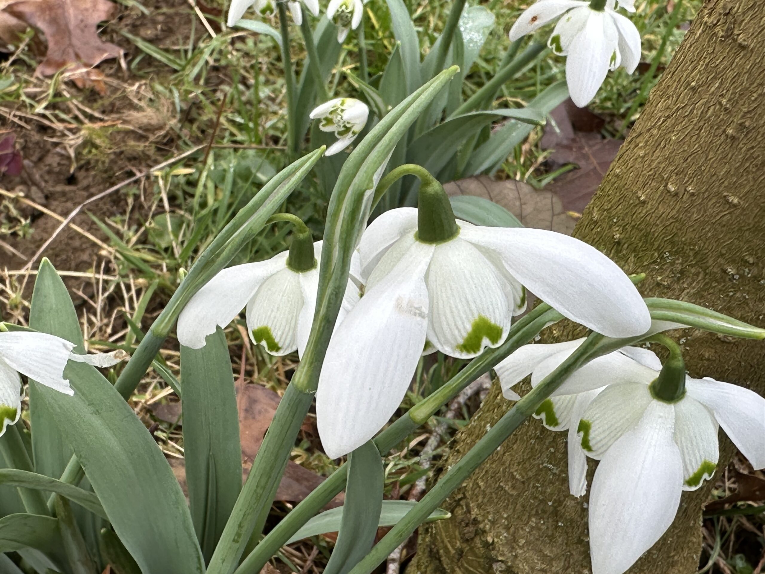 A close up of Galanthus Lady Fairhaven