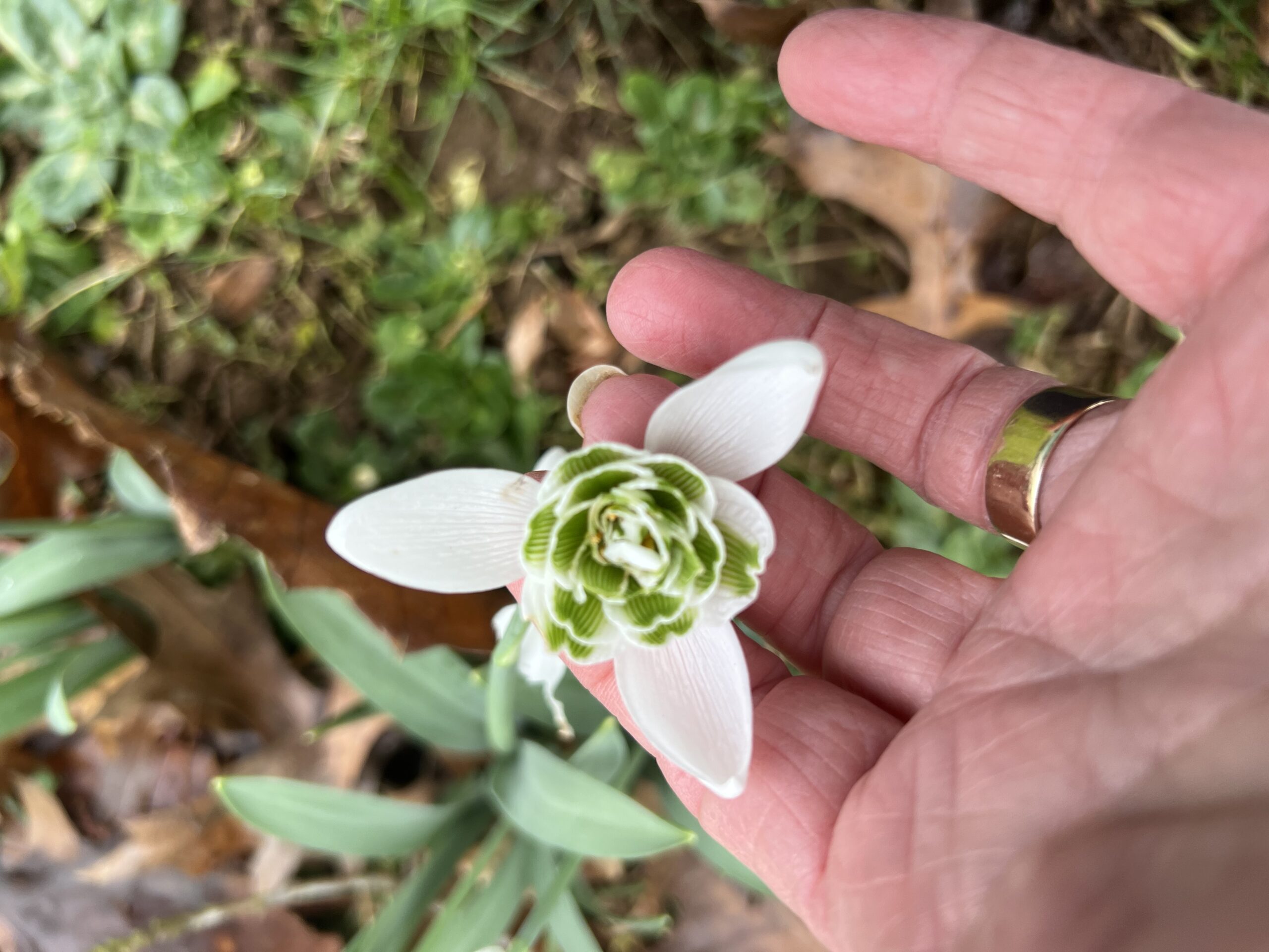 A close up of a snowdrop with the flower held up by a hand to show a colourful centre.