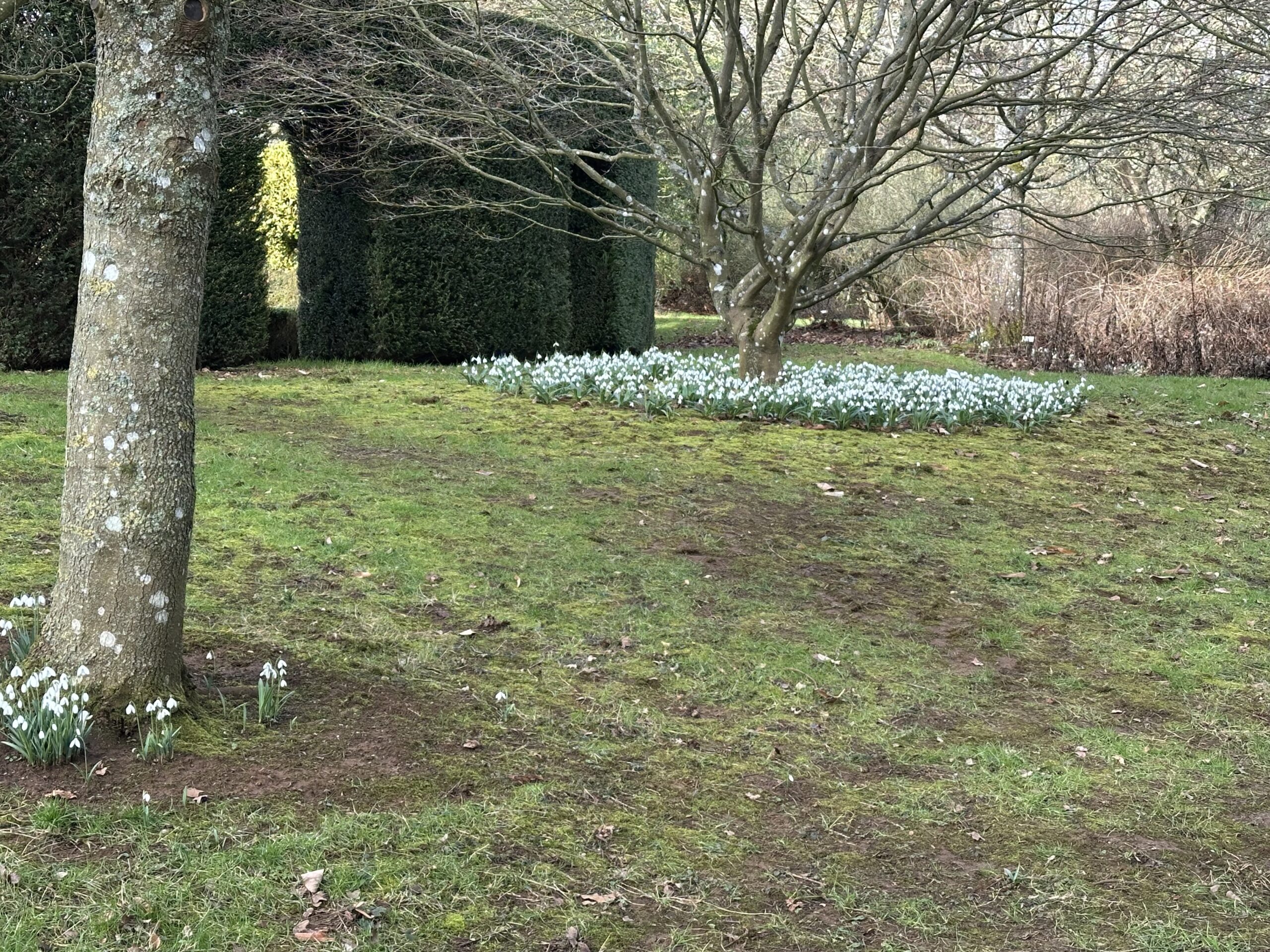 Snowdrops in the Arboretum