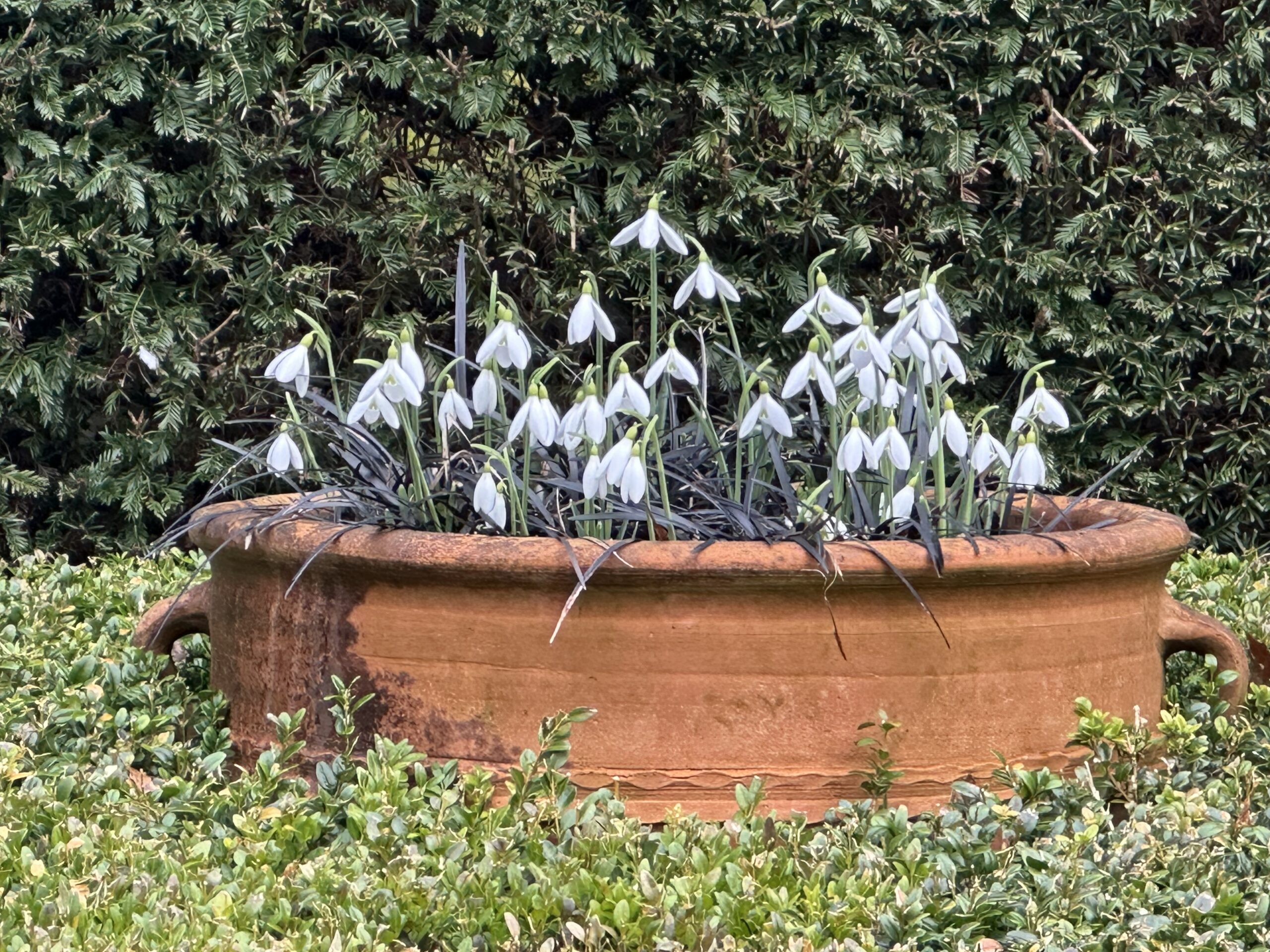 Snowdrops and Ophiopogon planiscapus in an urn
