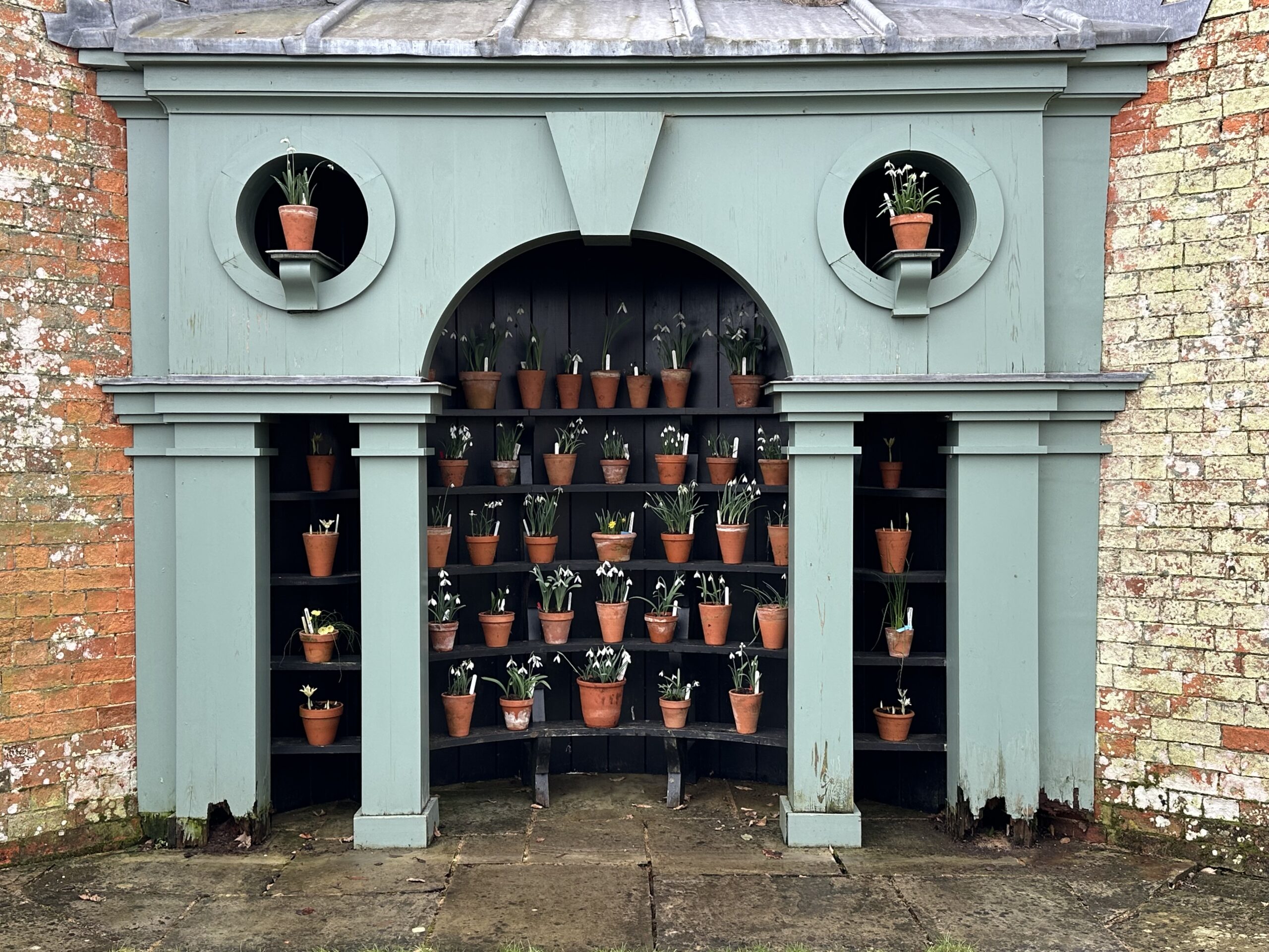 A plant theatre with rows of snowdrops and daffodils in terracotta pots.