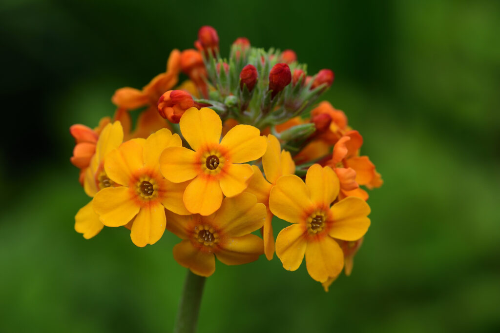 An upright stem with circles of yellow-orange flowers.