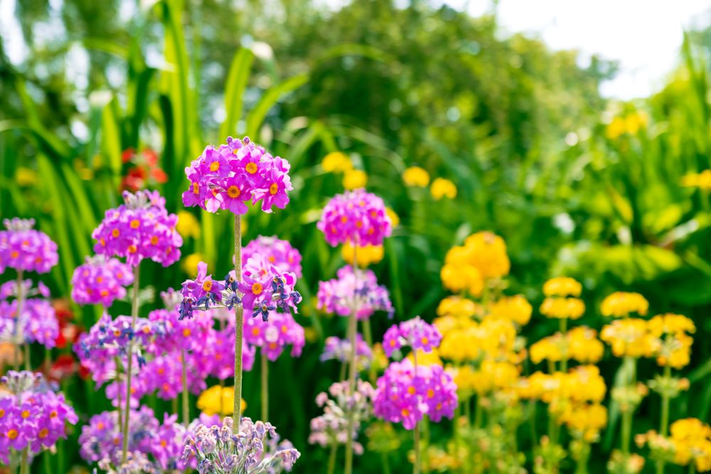 Primula Candelabra.