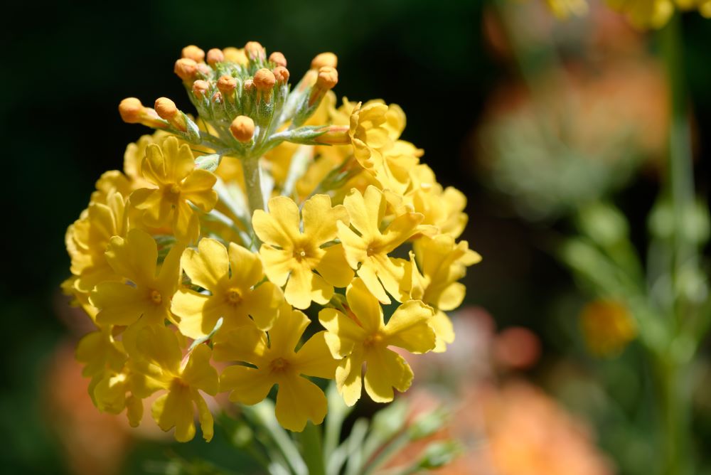 Primula aurantiaca.