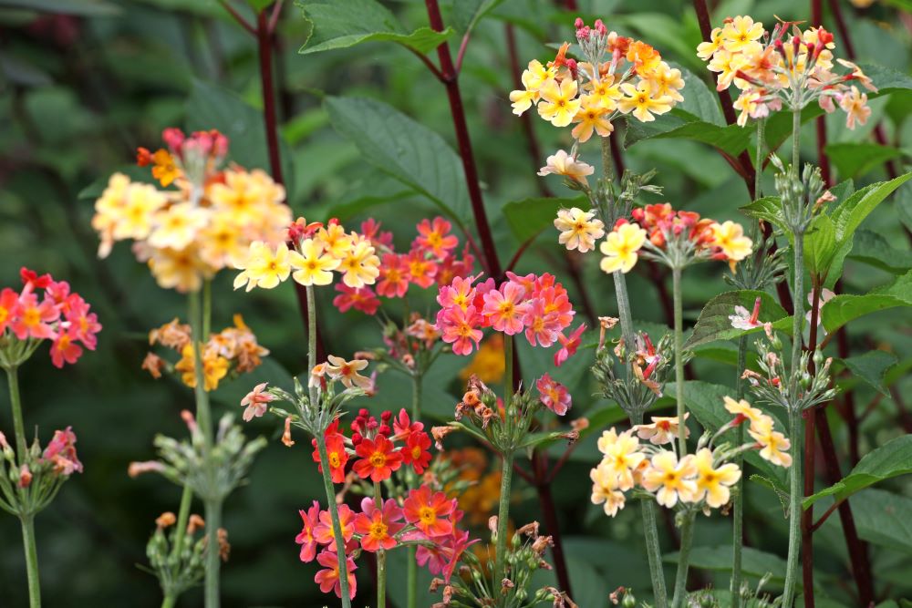 Primula bulleyana Bulley’s Primrose