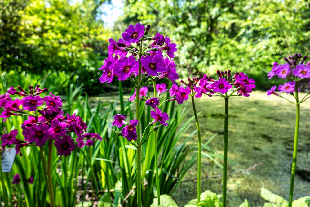 Primula japonica ‘Miller’s Crimson’.