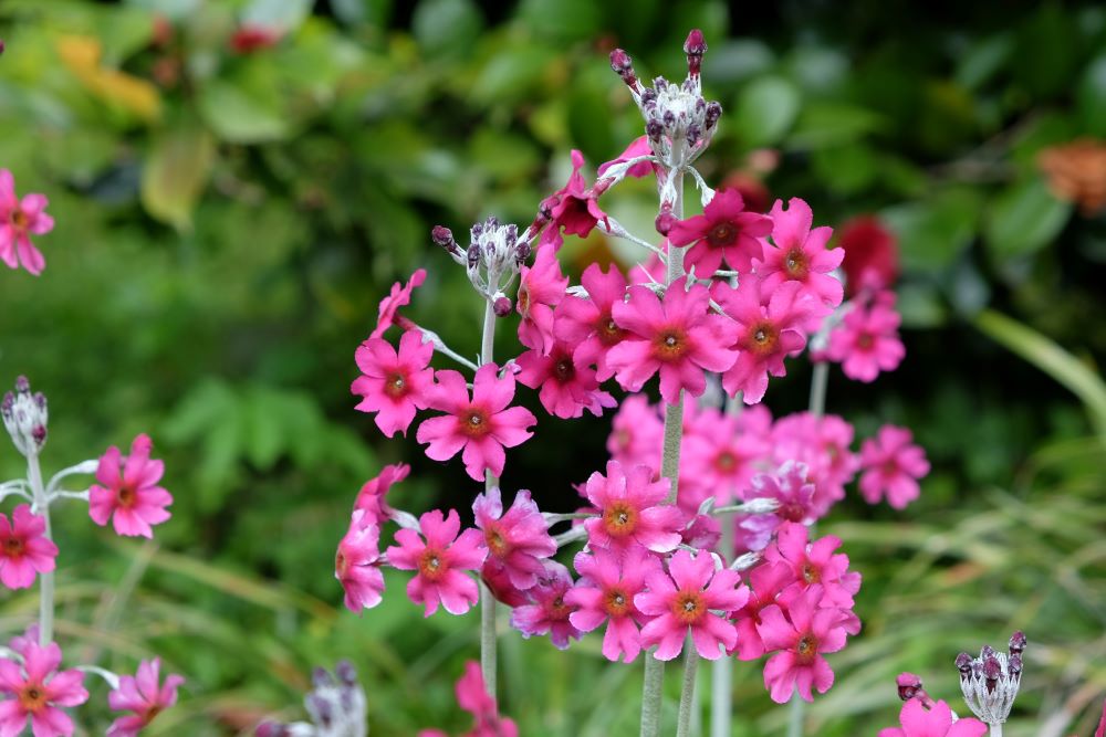 Primula pulverulenta Mealy Primrose.