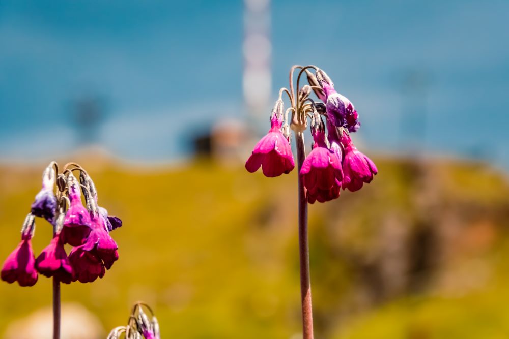 Primula secundiflora.