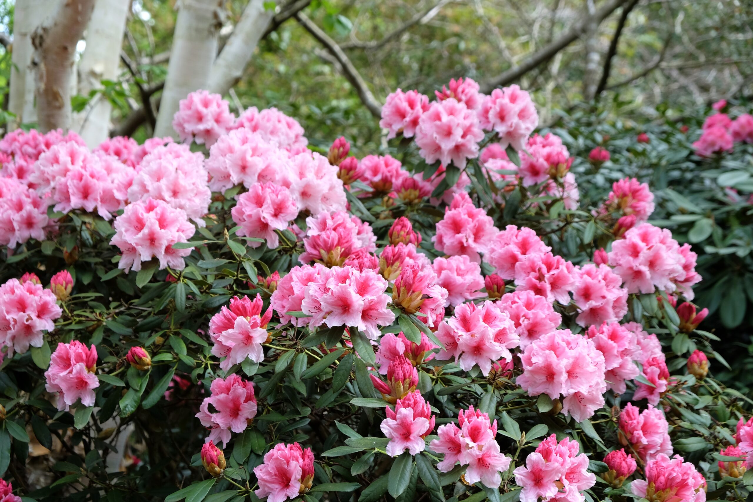A shrub of large pale pink rhododendron flowers.