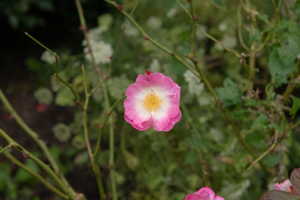 A single climbing rose with prominent creamy stamens at its centre.