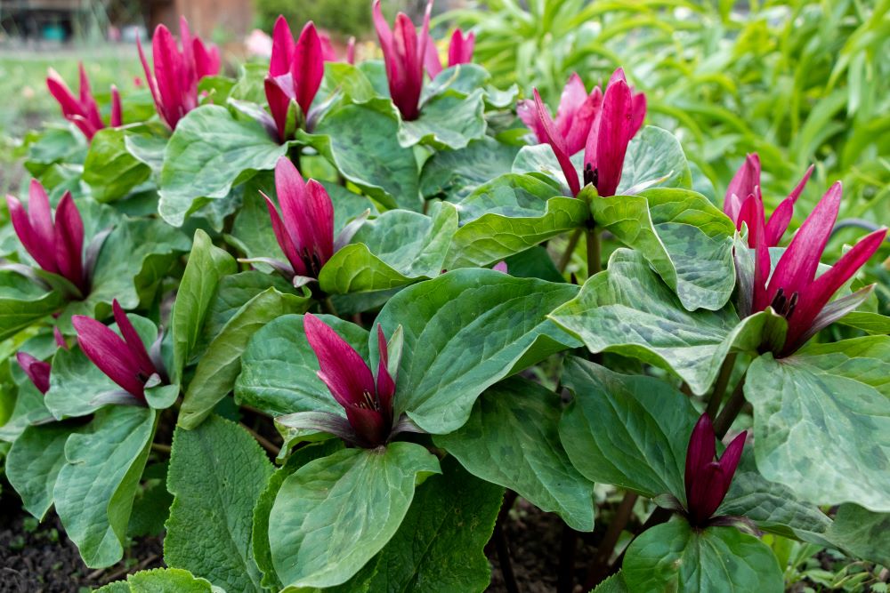 Trillium chloropetalum.