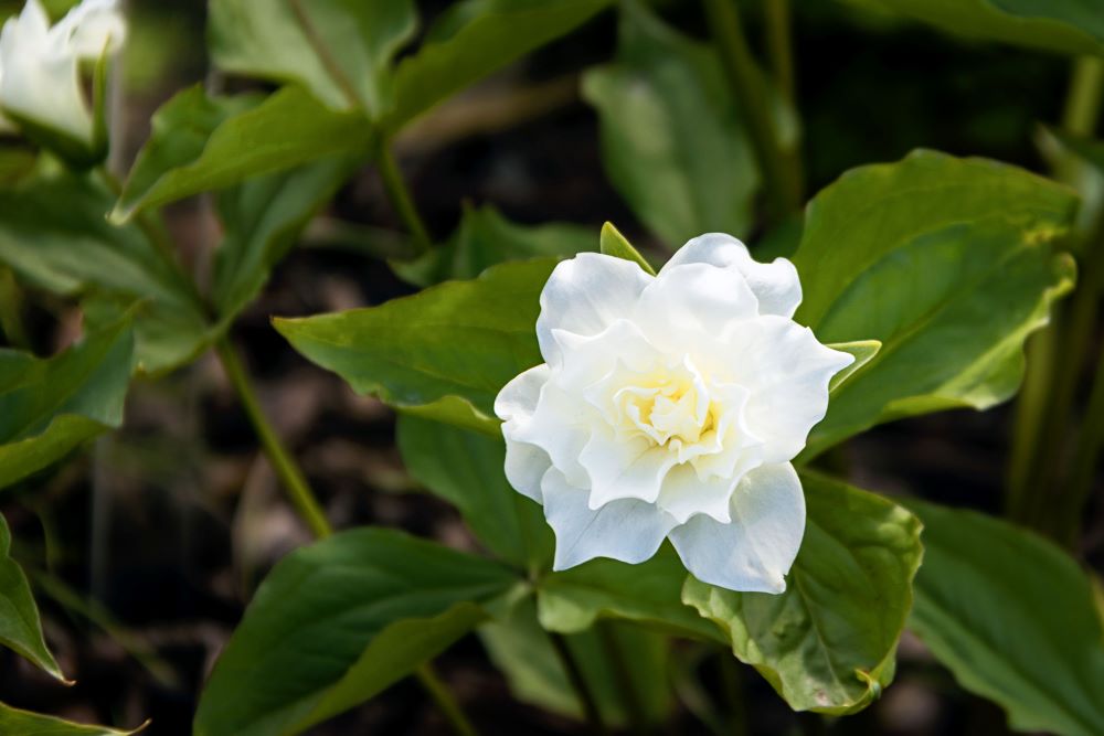Trillium grandiflorum 'Flore Pleno'