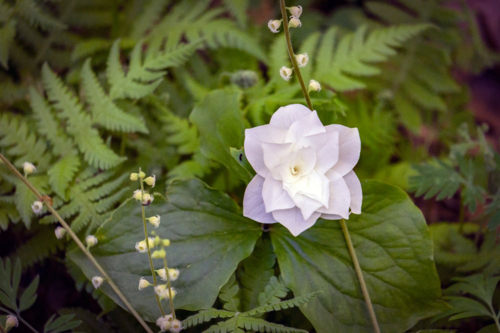 Trillium grandiflorum 'Multiplex'.