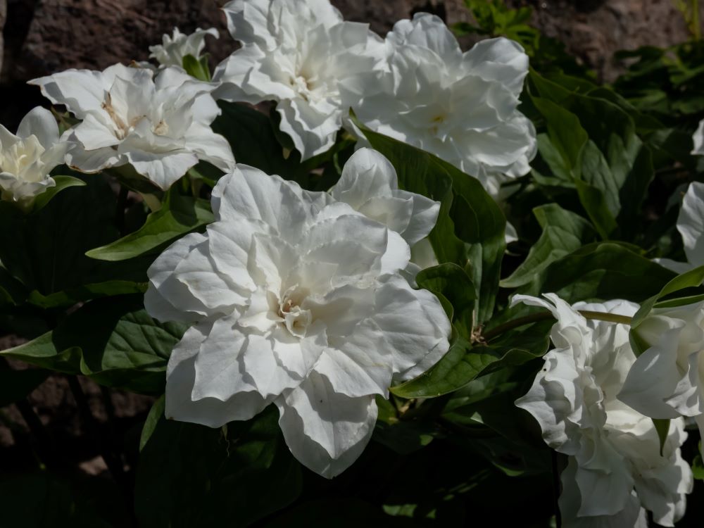 Trillium grandiflorum 'Snow Bunting'