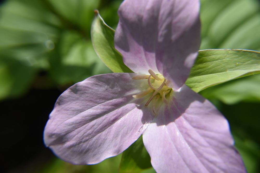Single flower of Trillium grandiflorum, the American wake - robin