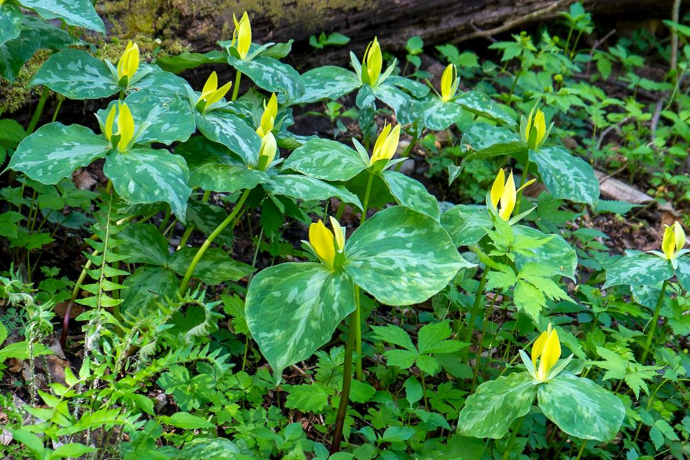 Trillium luteum.
