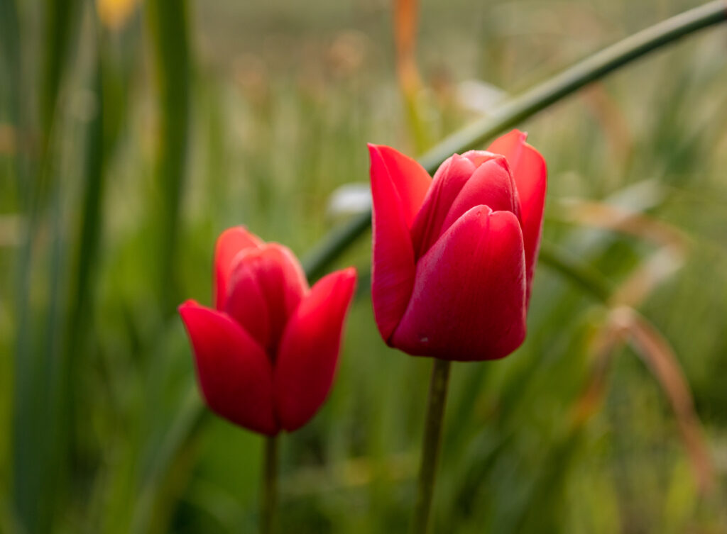 A close up of two red tulip flowers.
