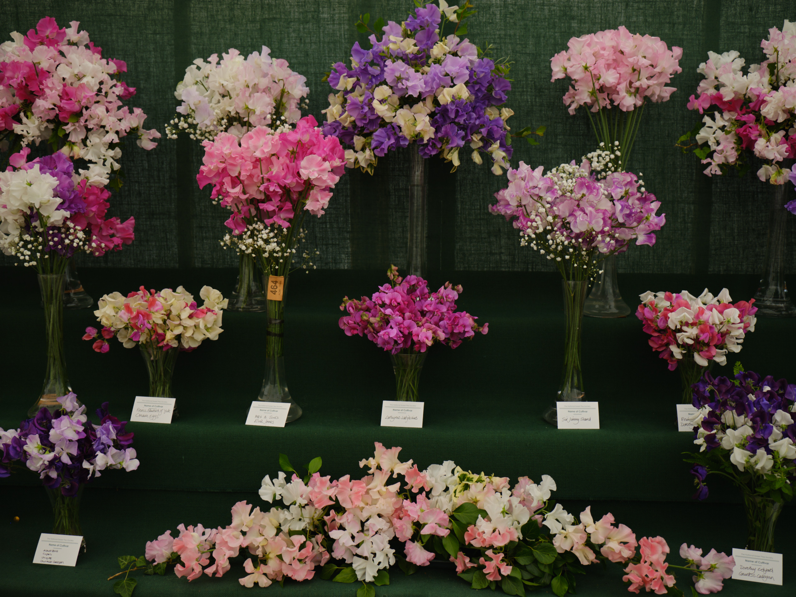 Flowers arranged in small vases and exhibited for judging.