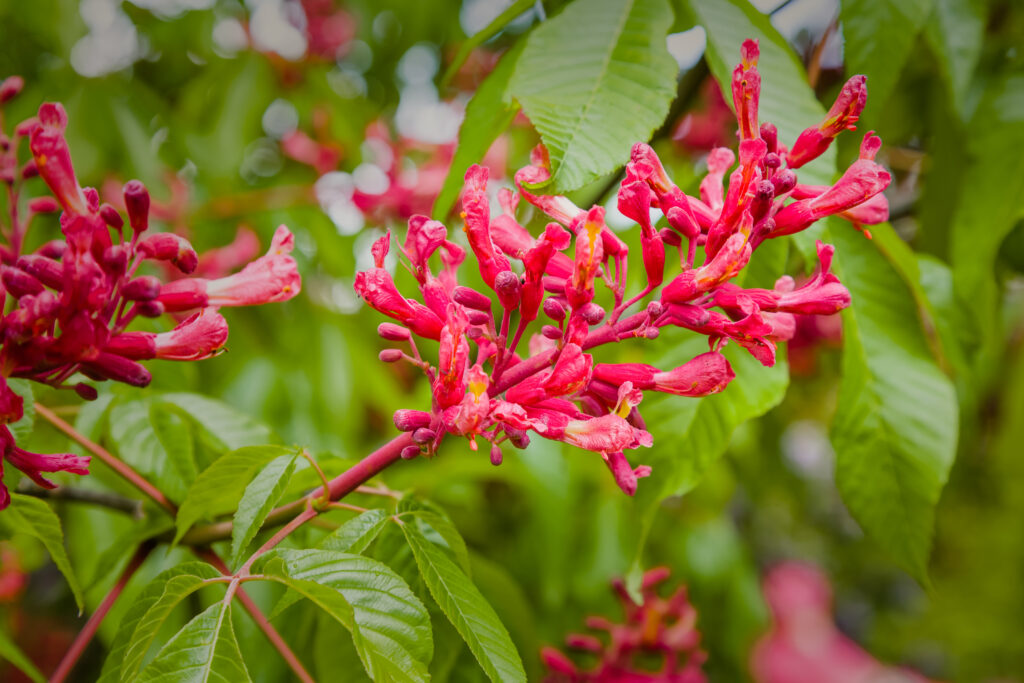 A close up of tall pink flowers growing from a branch.