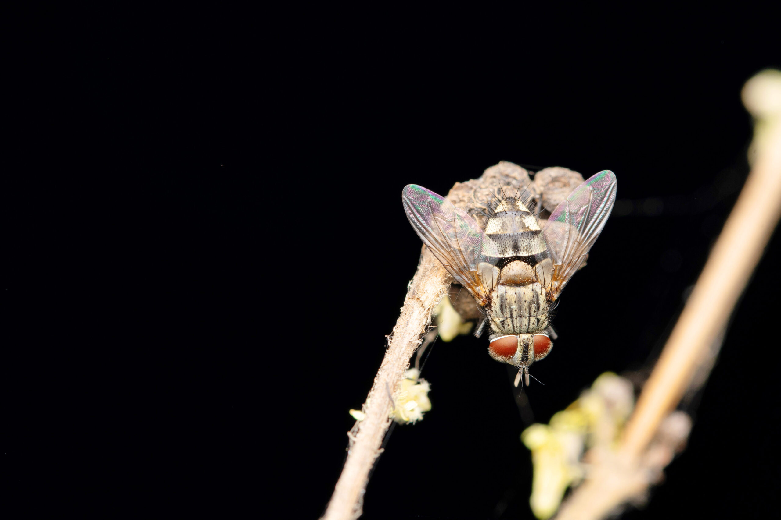 A close up of the tachinid fly.