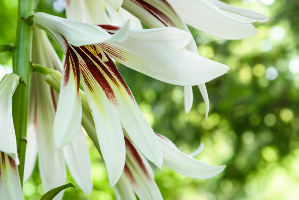 Large trumpet-shaped white flowers.
