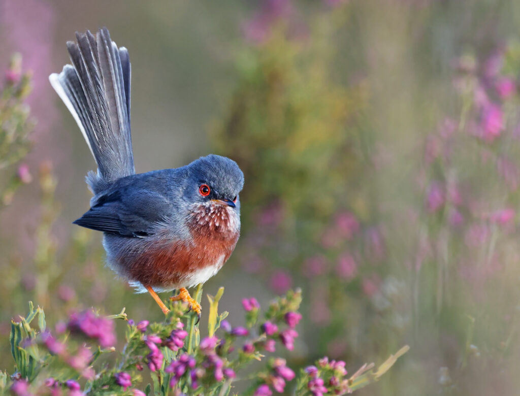 Dartford Warbler.