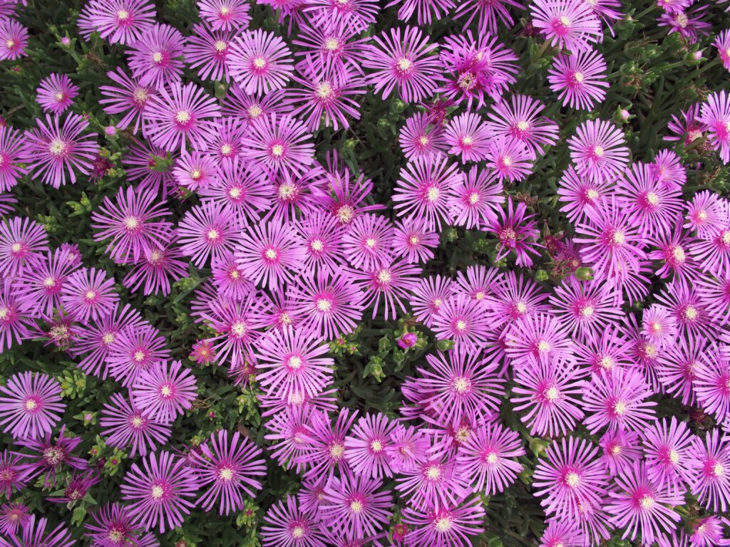 A matt of deep purplish-pink daisy-like flowers.