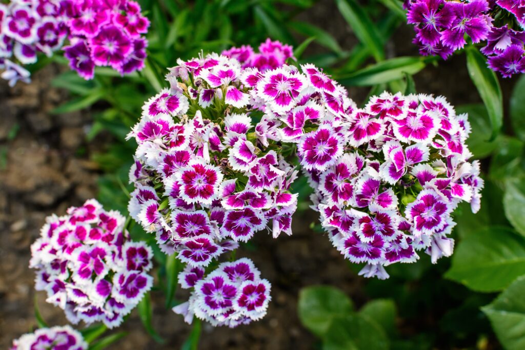 A shrub of tall stems bearing many-flowered flattened heads in blue and white.