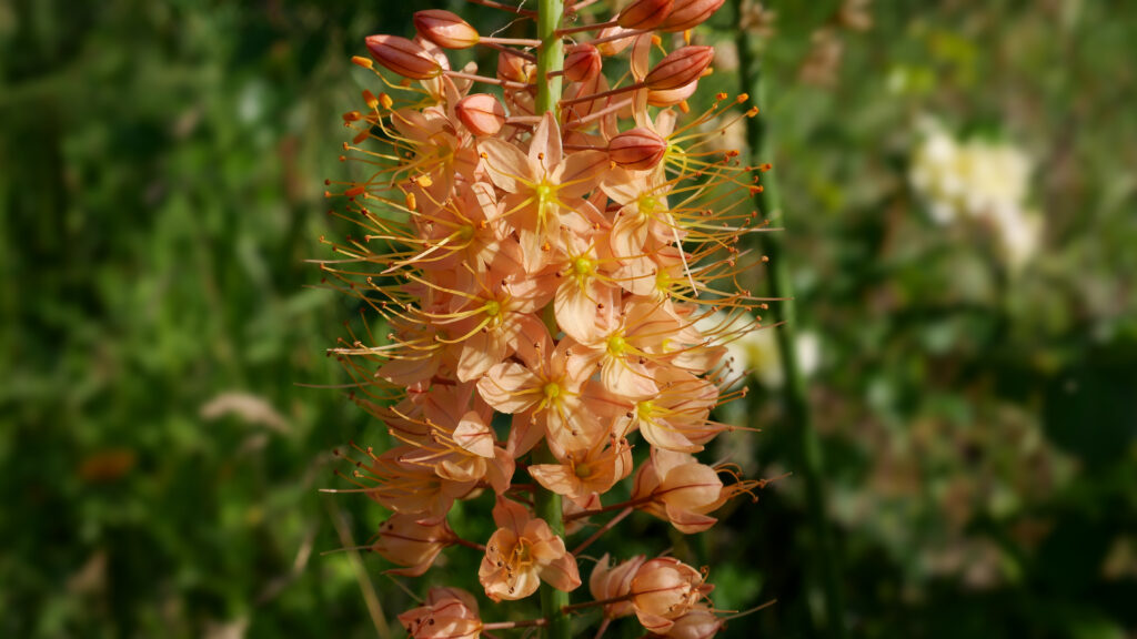 A flower spike of tiny orange-yellow flowers.