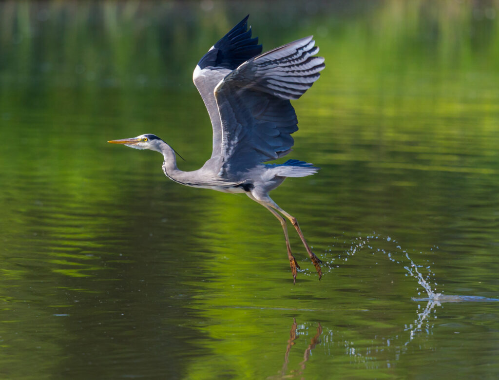 Grey Heron.