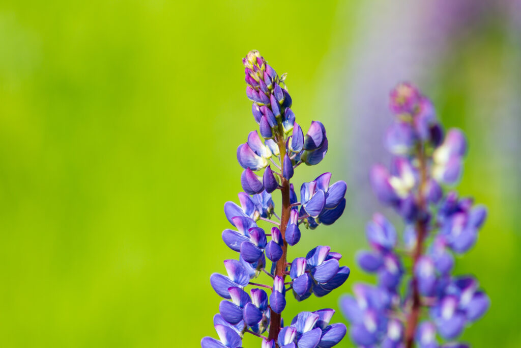 A spire of purple-blue flowers.