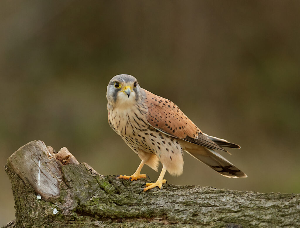 Male Kestrel.