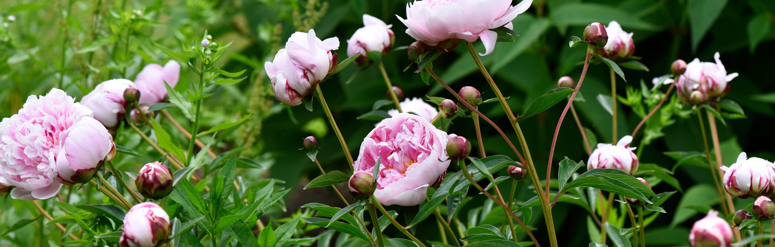 Pink Peony, Sarah Bernhardt. Some in bloom and some in bud.