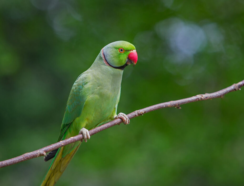 Ring-necked Parakeet.