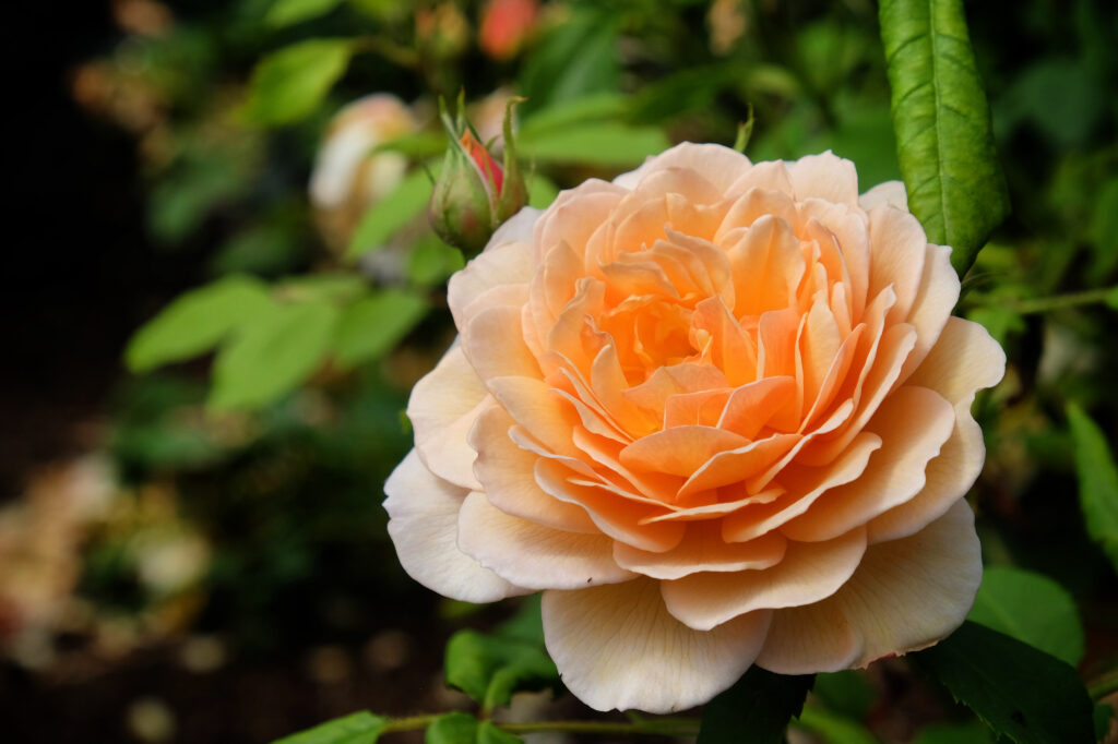 A large apricot-coloured rose with a double layer of petals.