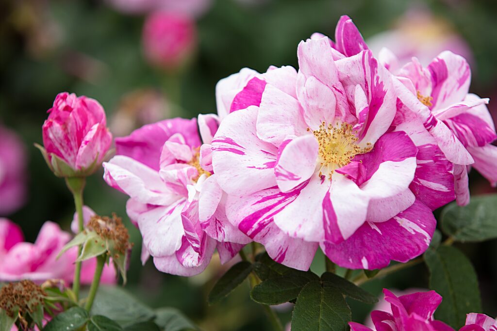 A semi-double rose striped with white.