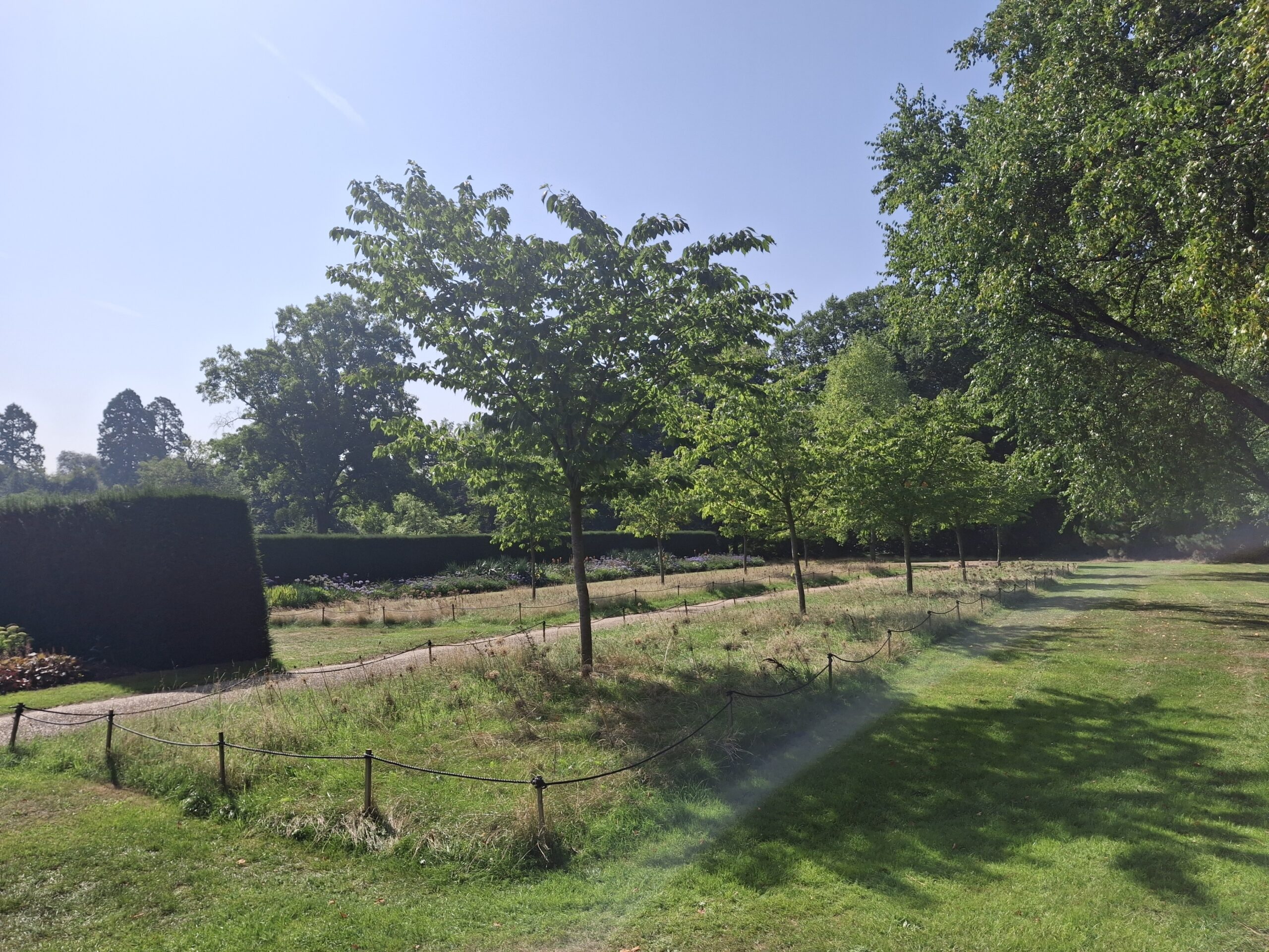 A row of nine cherry trees planted along a footpath.
