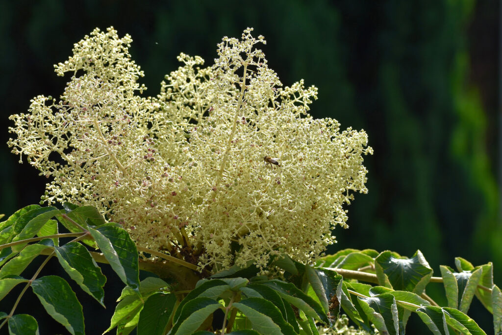 Tiny greenish-white flowers growing from a branch.