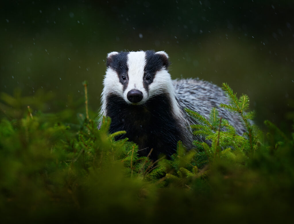 A badger.